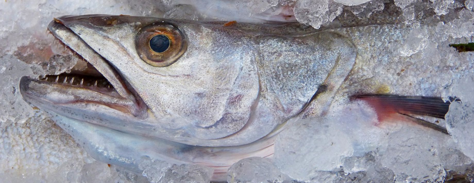 Pescado fresco